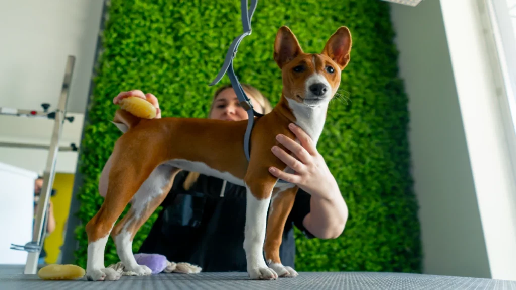 Basenji Les races de chiens rares et exotiques fascinent par leur apparence singulière et leur histoire unique. Ces chiens sont souvent méconnus, ajoutant un attrait supplémentaire à leur charme.