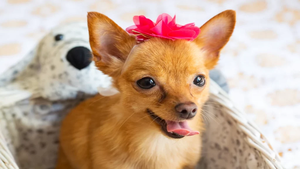 Chihuahua Races de chiens adaptées à différents modes de vie