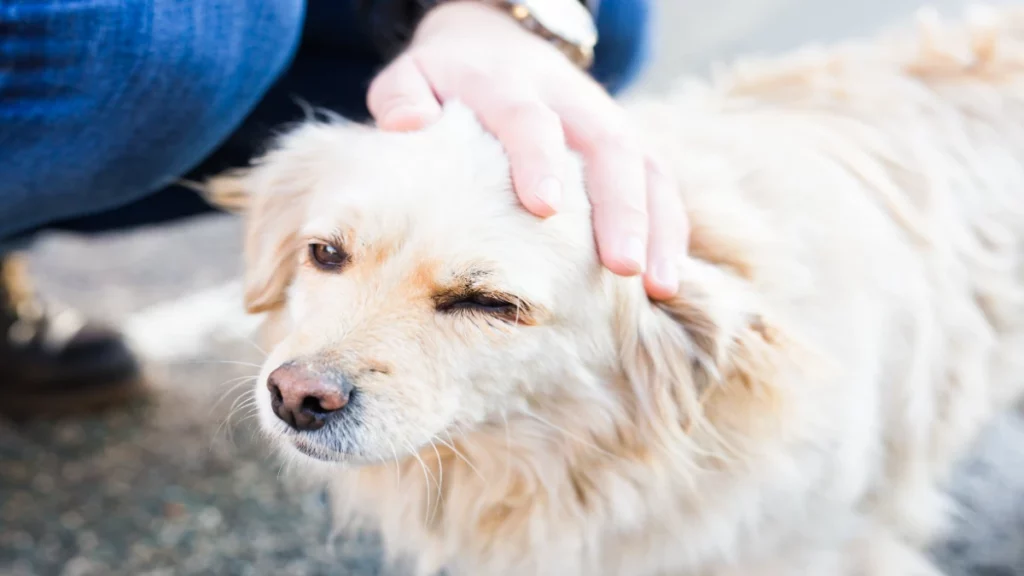 Les étapes de l’adoption du premier contact à l’arrivée à la maison L'adoption d'un chien est un voyage passionnant. Elle commence dès le moment où vous envisagez de devenir adoptant. Voici un guide pour vous accompagner à chaque étape.