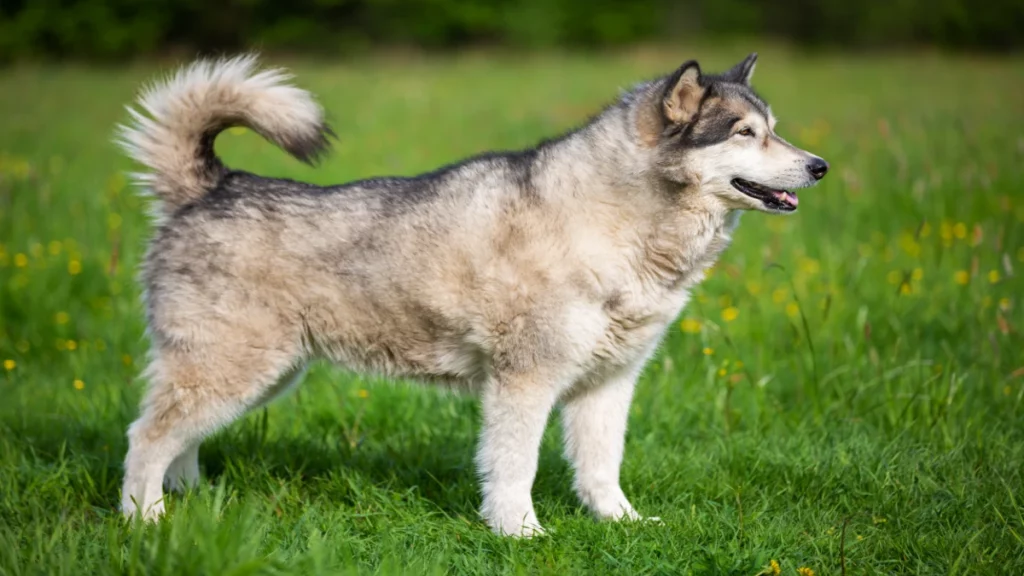 Malamute d’Alaska Les races de chiens ont une histoire riche et complexe. Elles sont le résultat de millénaires de domestication et de sélection. Les premières traces de domestication de chiens remontent à plus de 15 000 ans.