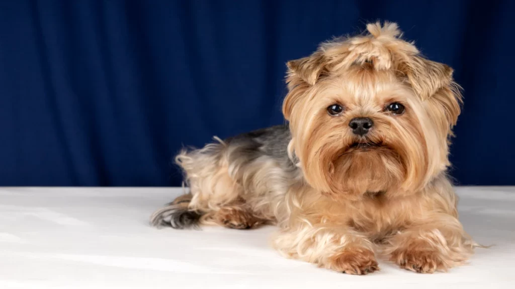 Yorkshire terrier Les races de chiens se déclinent en plusieurs tailles, chacune ayant ses propres caractéristiques et exigences. Comprendre les différences entre ces tailles peut vous aider à choisir le compagnon idéal.