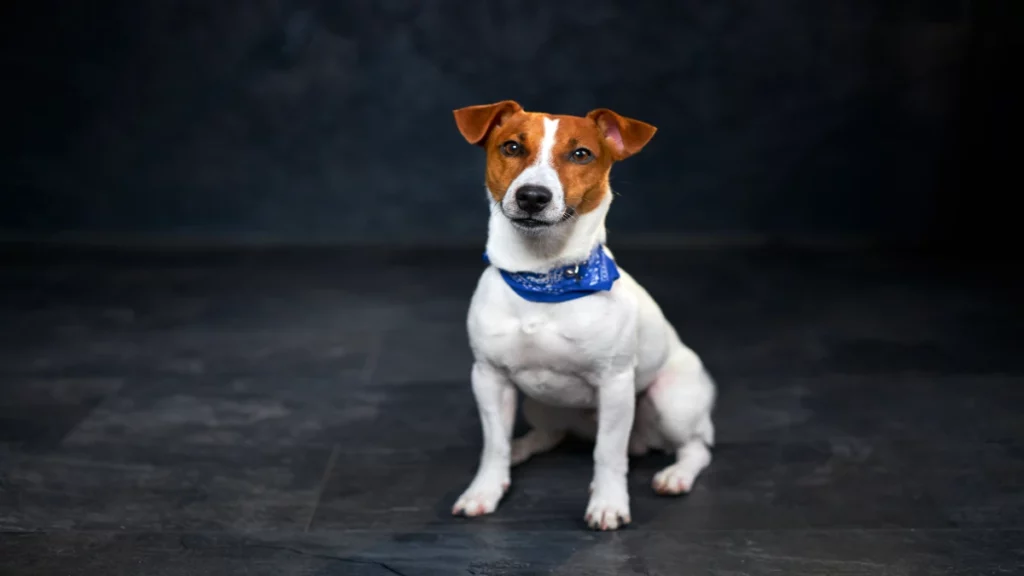le Jack Russel Choisir la race de chien idéale est crucial pour une relation harmonieuse. Plusieurs facteurs doivent être considérés pour faire un choix éclairé.